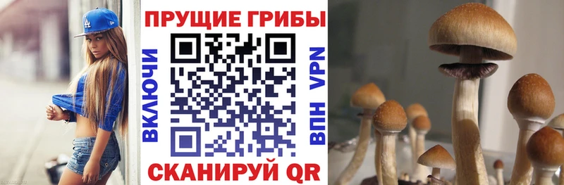 где купить наркоту  Сухиничи  Псилоцибиновые грибы прущие грибы 